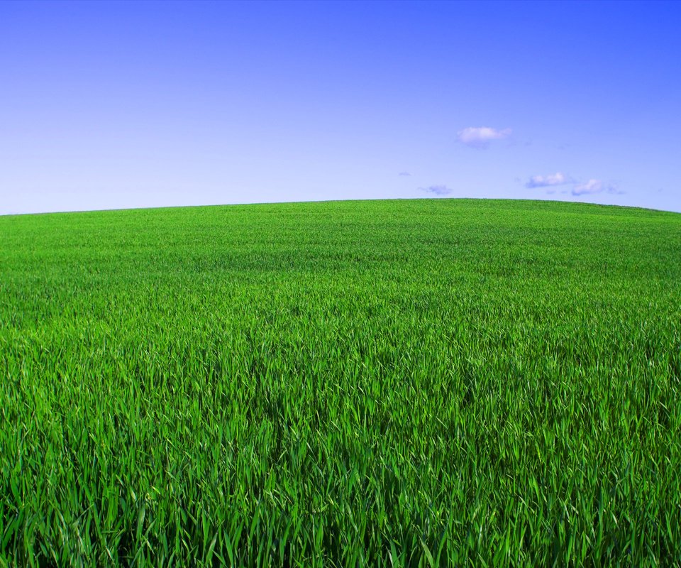 Обои небо, трава, зелёный, поле, горизонт, the sky, grass, green, field, horizon разрешение 2560x1600 Загрузить
