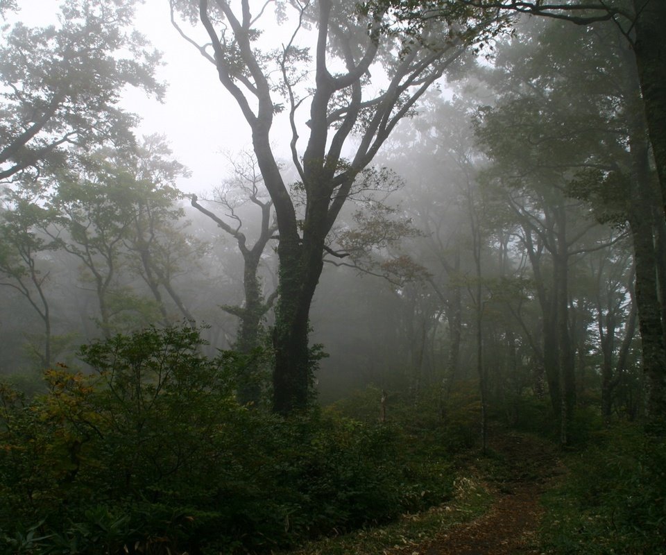 Обои дерево, лес, туман, тропинка, tree, forest, fog, path разрешение 1920x1200 Загрузить