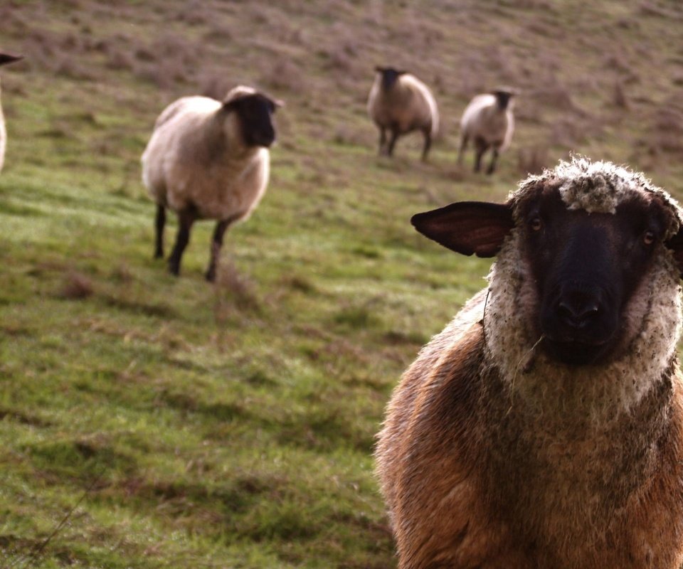 Обои взгляд, луг, овцы, look, meadow, sheep разрешение 2560x1600 Загрузить