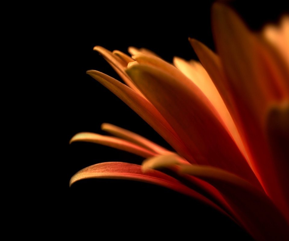 Обои цветок, лепестки, оранжевый, flower, petals, orange разрешение 2560x1600 Загрузить