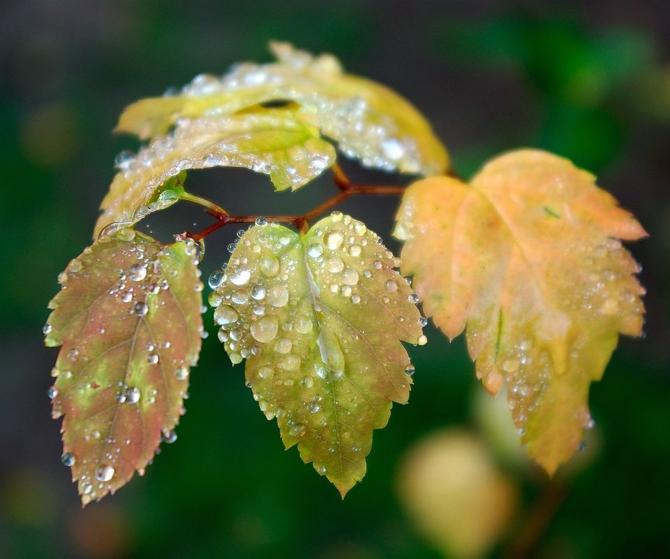 Обои ветка, листья, зелёный, капли, осень, капли воды, branch, leaves, green, drops, autumn, water drops разрешение 2560x1600 Загрузить