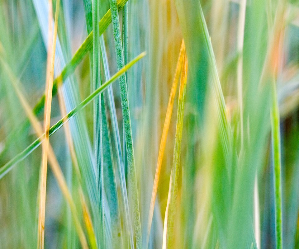 Обои трава, зелень, осень, разноцветная, grass, greens, autumn, colorful разрешение 1920x1200 Загрузить