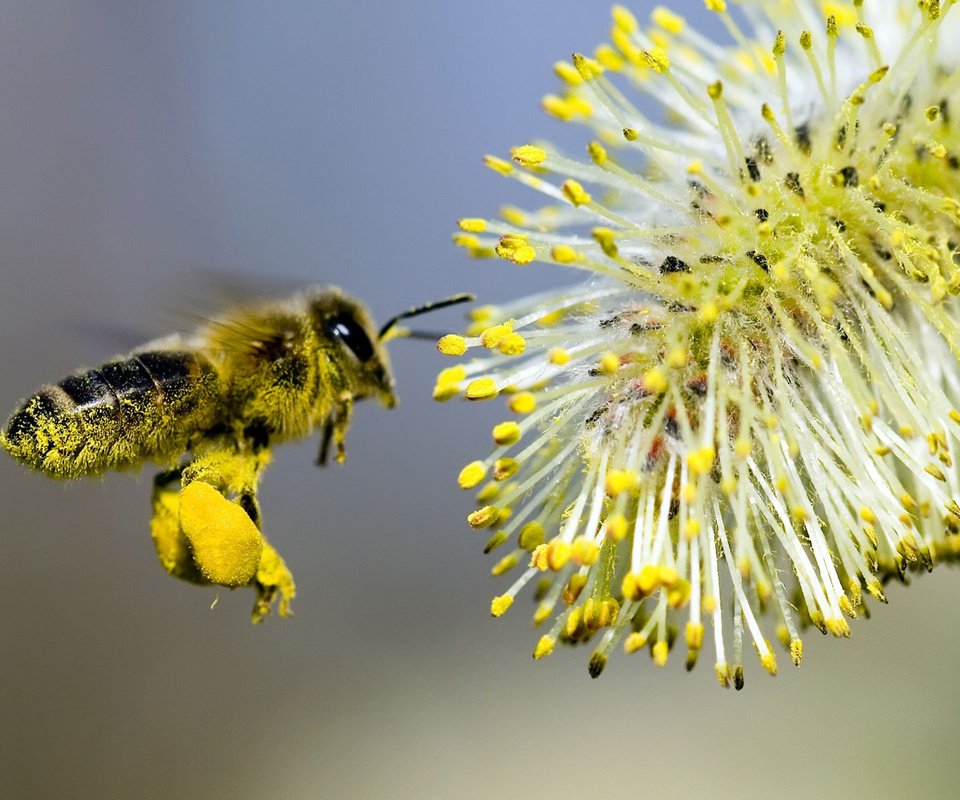 Обои цветок, пчела, опыление, flower, bee, pollination разрешение 1920x1200 Загрузить