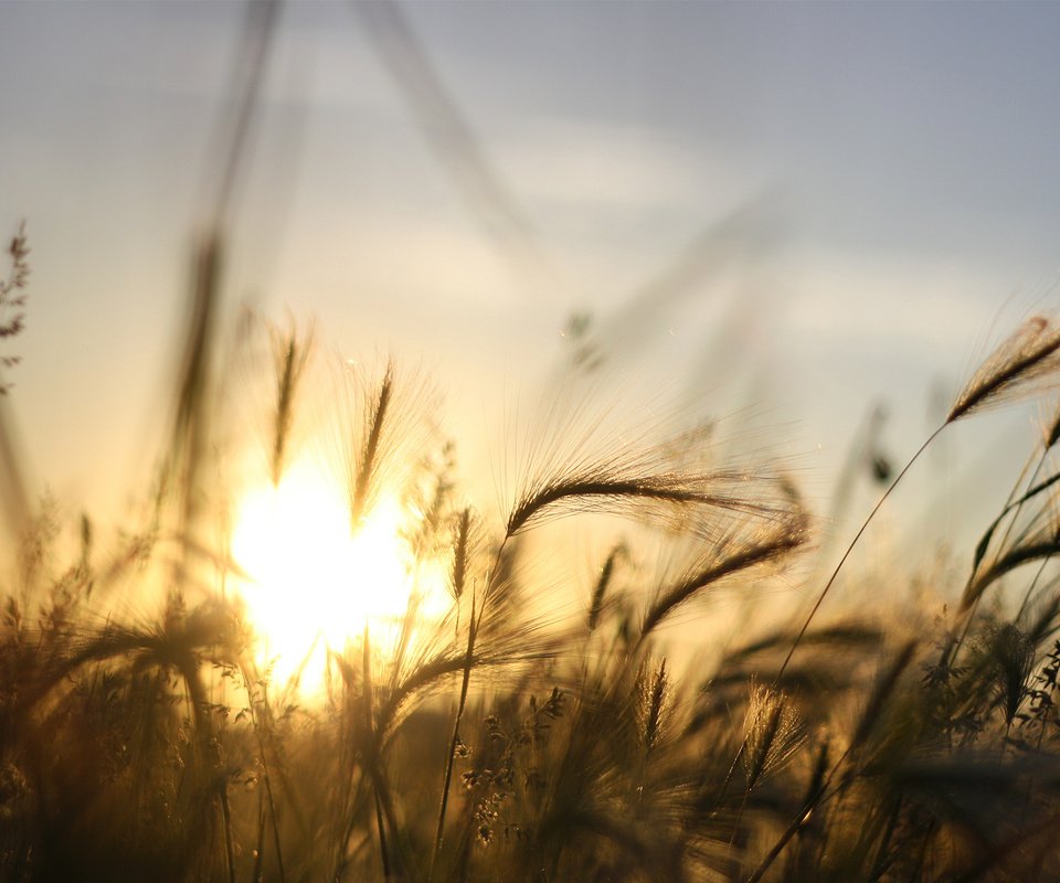 Обои небо, трава, солнце, закат, лучи, ячмень, the sky, grass, the sun, sunset, rays, barley разрешение 1920x1200 Загрузить