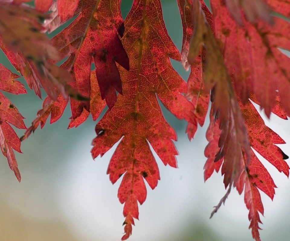 Обои природа, дерево, листья, макро, фото, осень, nature, tree, leaves, macro, photo, autumn разрешение 1920x1200 Загрузить