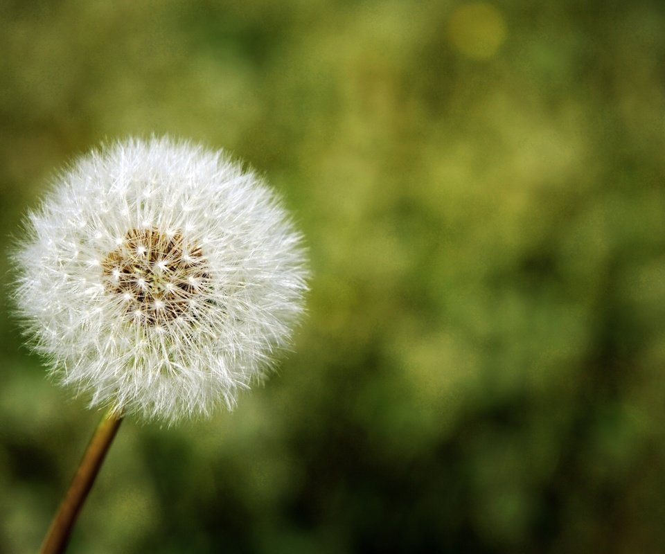 Обои природа, цветок, одуванчик, nature, flower, dandelion разрешение 1920x1200 Загрузить