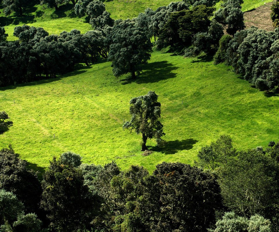 Обои деревья, зелень, поле, trees, greens, field разрешение 1920x1200 Загрузить