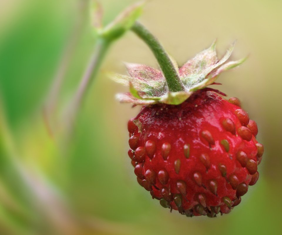 Обои земляника, одна, висит, strawberries, one, hanging разрешение 1900x1200 Загрузить