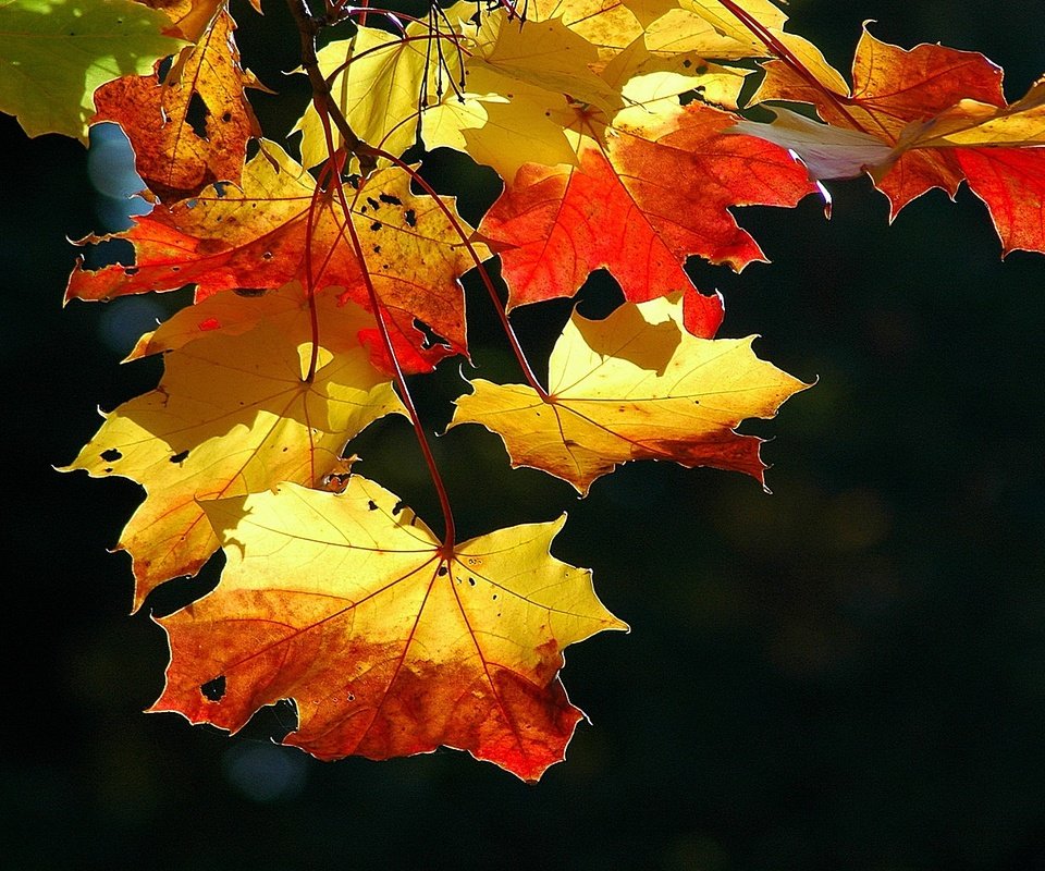 Обои листва, осень, лист, foliage, autumn, sheet разрешение 1920x1080 Загрузить