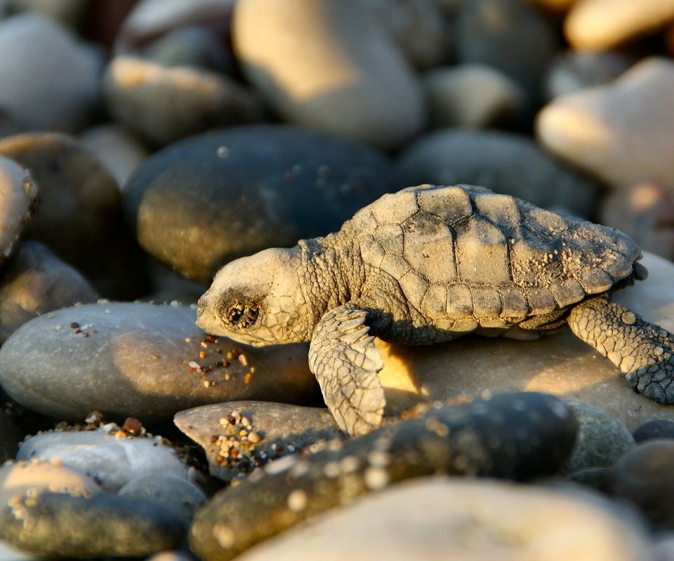 Обои свет, камни, черепаха, тень, малыш, черепашка, light, stones, turtle, shadow, baby, bug разрешение 1920x1080 Загрузить