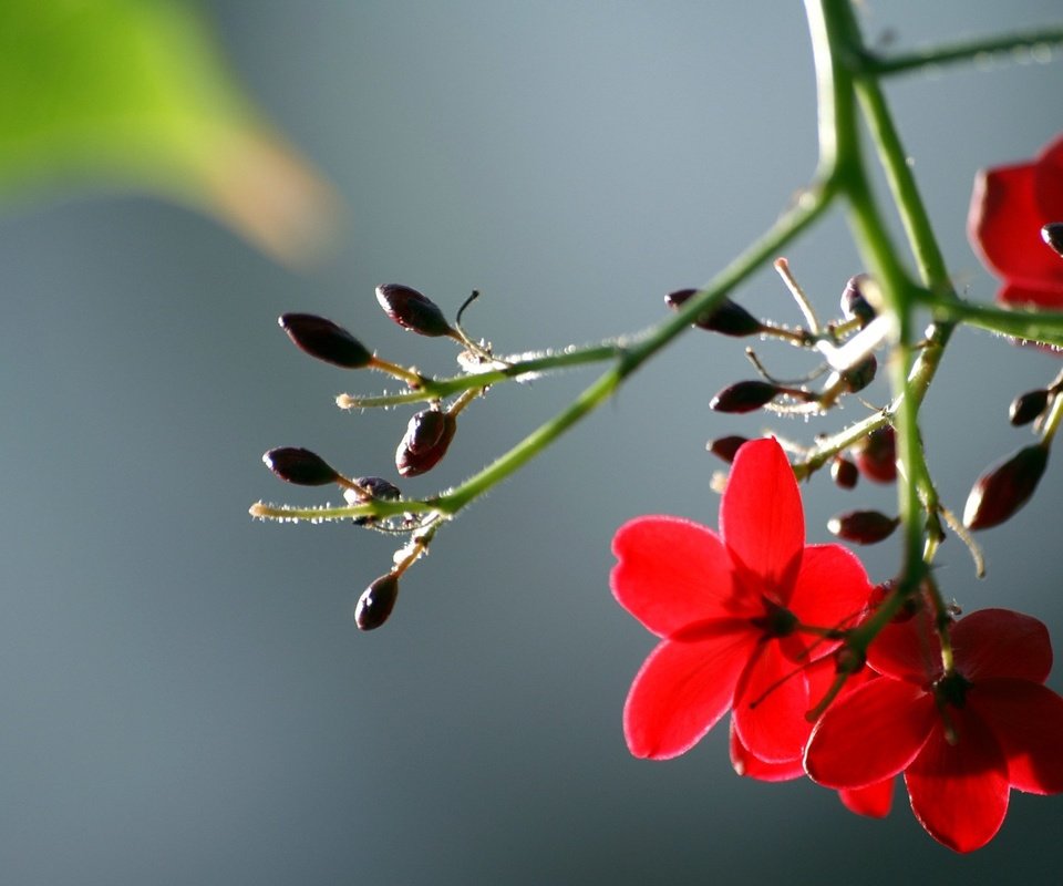 Обои цветы, листья, макро, лепестки, красные, стебель, flowers, leaves, macro, petals, red, stem разрешение 1920x1200 Загрузить