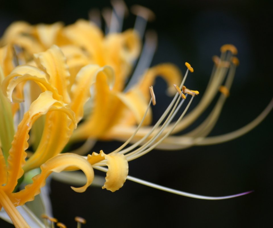 Обои цветы, желтые, лилия паучья, ликорис, flowers, yellow, lily spider, he lost his parents, разрешение 1920x1200 Загрузить