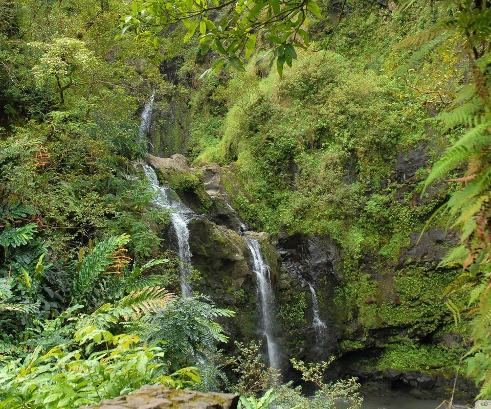 Обои зелень, лес, водопад, greens, forest, waterfall разрешение 1920x1080 Загрузить