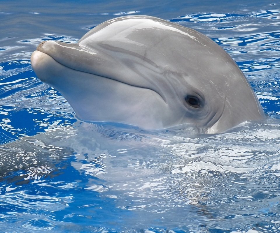 Обои вода, голова, дельфин, плавать, water, head, dolphin разрешение 1920x1200 Загрузить