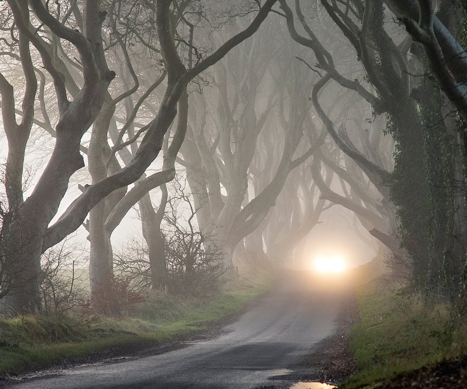 Обои деревья, мрак, туман, осень, фары, таинственность, trees, the darkness, fog, autumn, lights, mystery разрешение 1920x1080 Загрузить