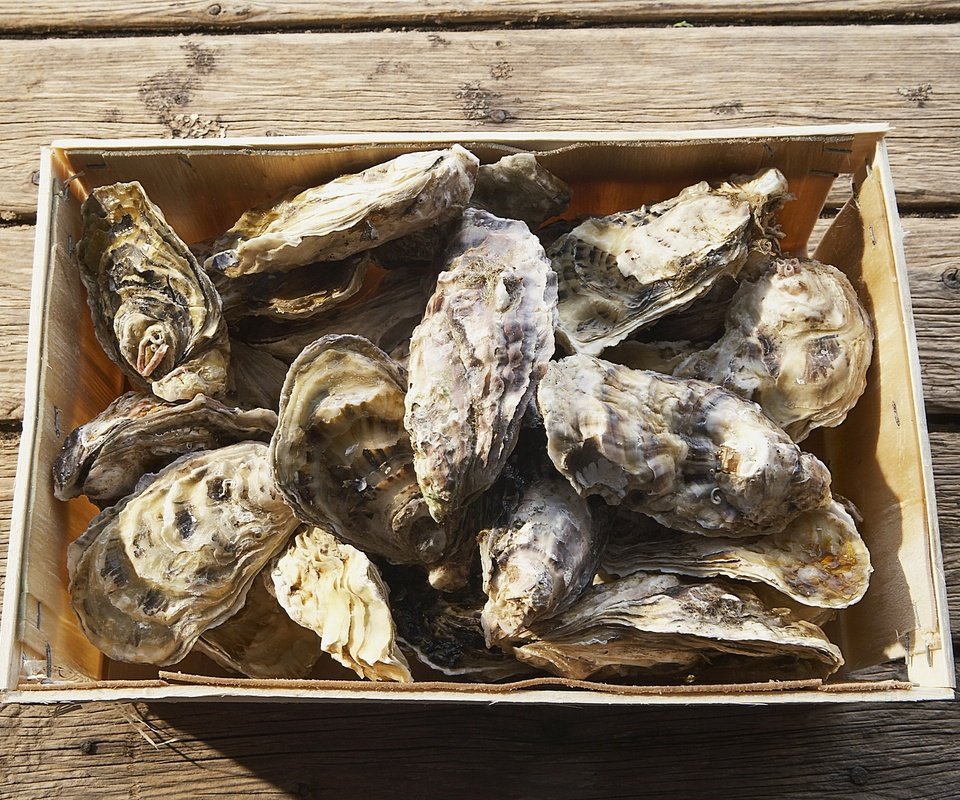 Обои морепродукты, моллюски, устрицы, seafood, shellfish, oysters разрешение 1920x1200 Загрузить