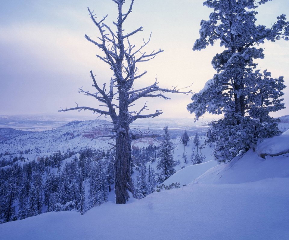 Обои деревья, горы, снег, зима, ветки, холм, trees, mountains, snow, winter, branches, hill разрешение 1920x1200 Загрузить