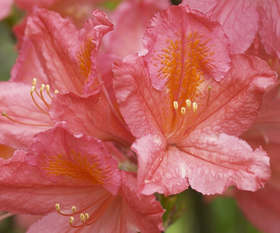 Обои цветы, азалия, рододендрон, flowers, azalea, rhododendron разрешение 2560x1600 Загрузить