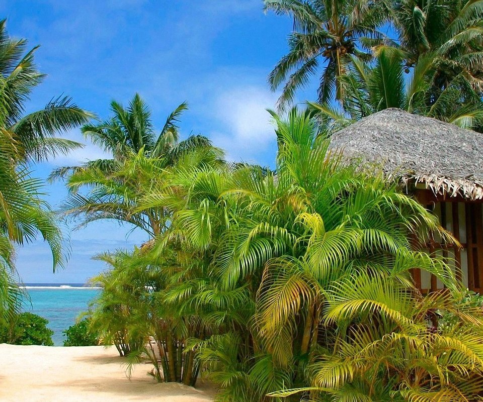 Обои пейзаж, пляж, пальмы, landscape, beach, palm trees разрешение 1920x1080 Загрузить