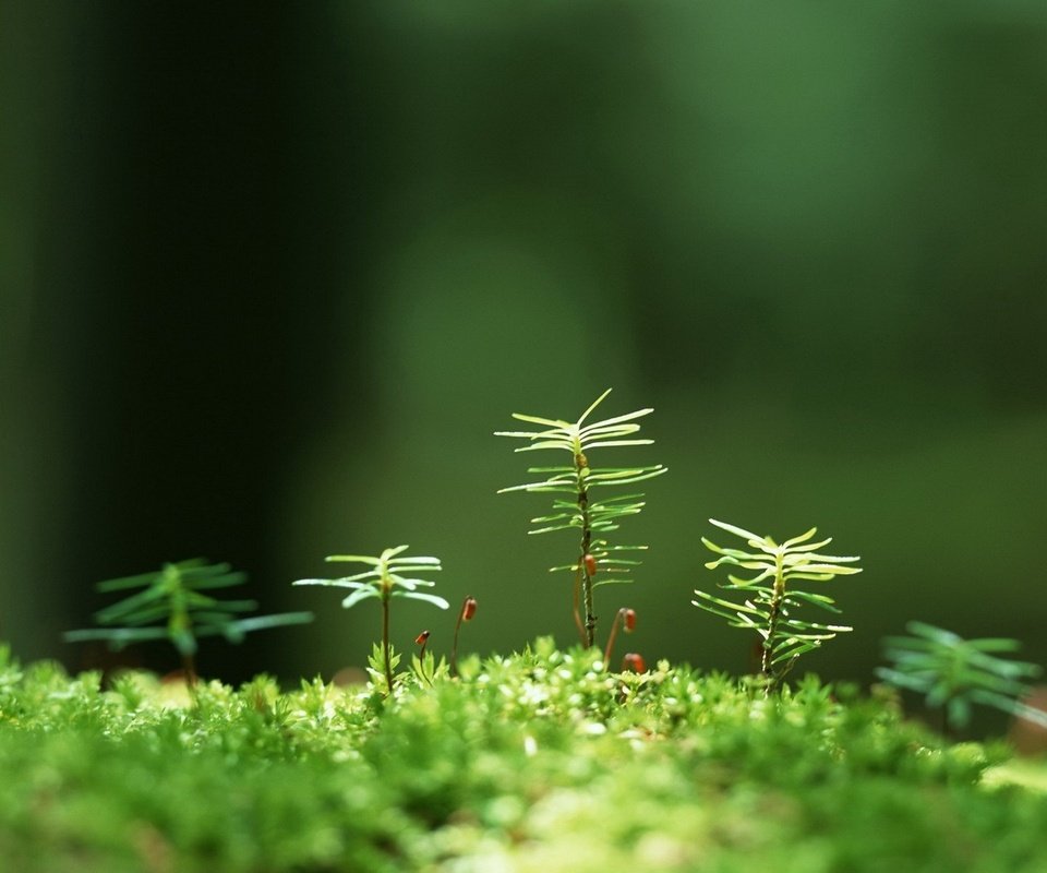 Обои трава, растения, макро, размытость, мох, росток, grass, plants, macro, blur, moss, rostock разрешение 1920x1200 Загрузить