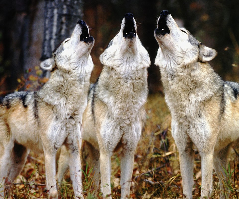 Обои волки, воют, волк, трое, wolves, howl, wolf, three разрешение 1920x1080 Загрузить