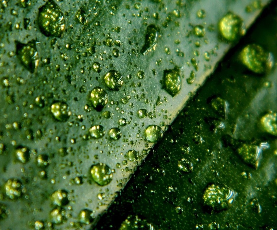 Обои зелёный, макро, капли, лист, green, macro, drops, sheet разрешение 1920x1080 Загрузить