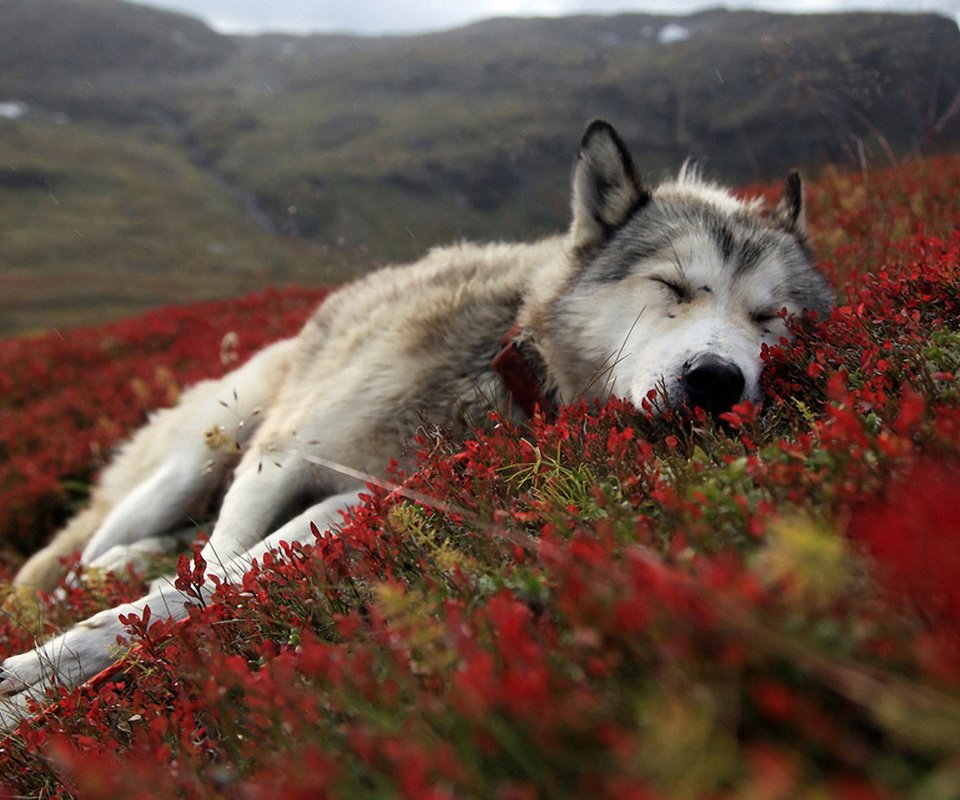 Обои цветы, природа, сон, собака, лежит, весна, хаски, flowers, nature, sleep, dog, lies, spring, husky разрешение 1920x1200 Загрузить