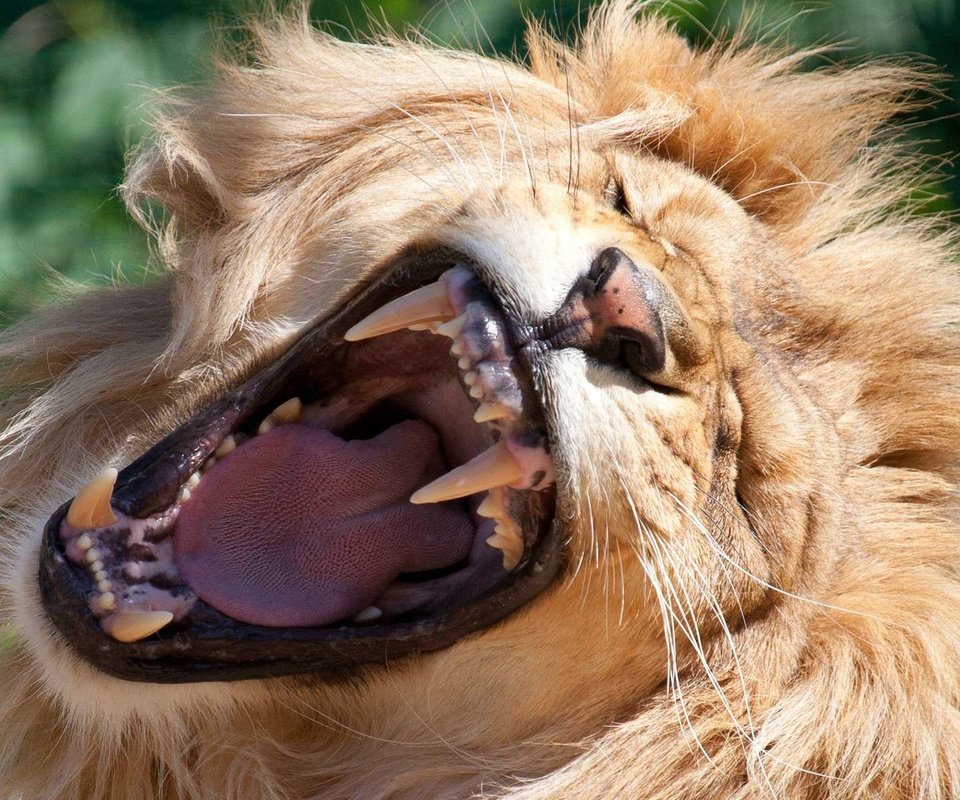 Обои морда, большая кошка, зубы, лев, оскал, рык, рев, face, big cat, teeth, leo, grin, roar разрешение 1920x1200 Загрузить