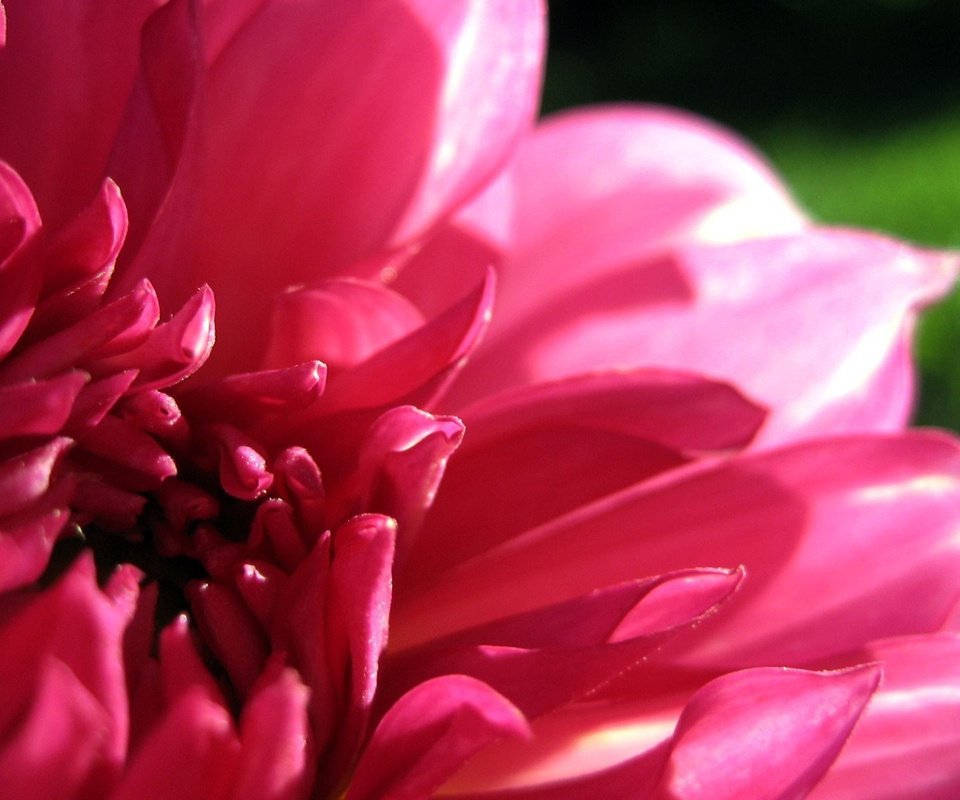 Обои макро, цветок, лепестки, розовый, георгин, macro, flower, petals, pink, dahlia разрешение 1920x1200 Загрузить