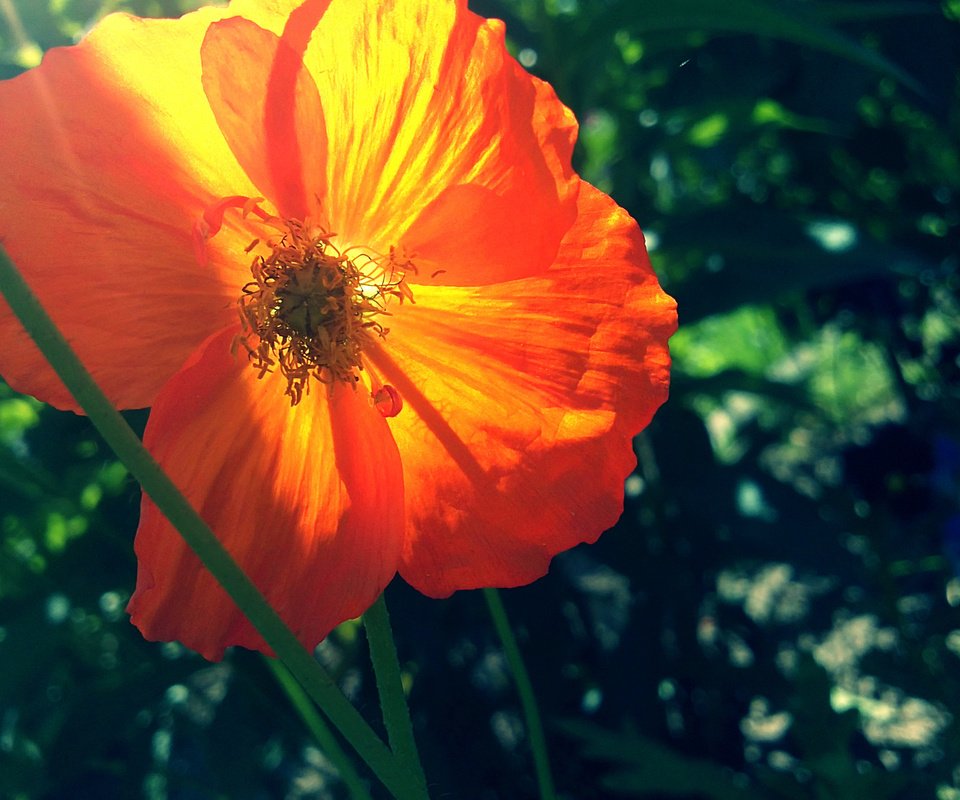 Обои зелень, макро, цветок, лето, мак, оранжевый, greens, macro, flower, summer, mac, orange разрешение 1920x1440 Загрузить