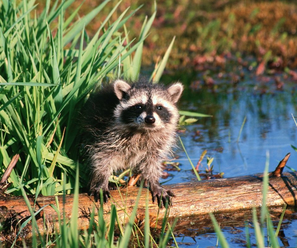 Обои вода, животные, зверек, бревно, енот, осока, енот-полоскун, water, animals, animal, log, raccoon, sedge разрешение 3072x2048 Загрузить