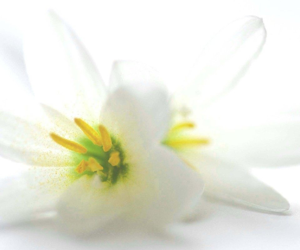 Обои цветы, белый фон, белые, лилии, flowers, white background, white, lily разрешение 1920x1080 Загрузить