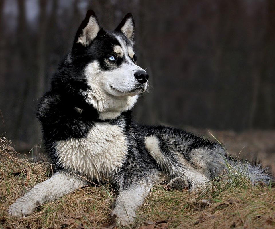 Обои морда, природа, взгляд, собака, хаски, черно-белый пес, face, nature, look, dog, husky, black and white dog разрешение 2560x1600 Загрузить