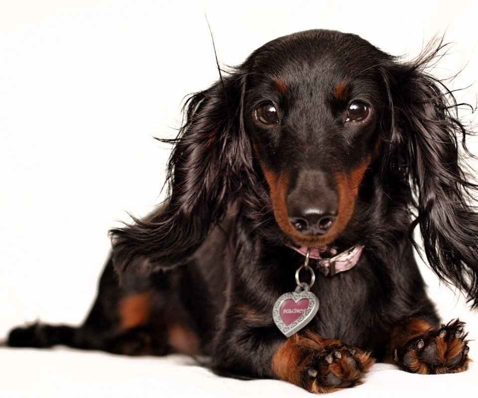 Обои взгляд, собака, белый фон, уши, ошейник, такса, look, dog, white background, ears, collar, dachshund разрешение 1920x1200 Загрузить