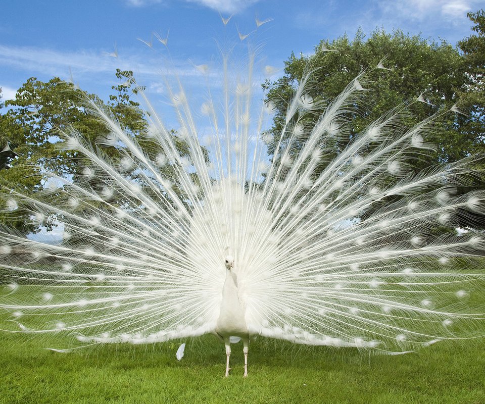 Обои трава, белый, птица, павлин, перья, хвост, газон, grass, white, bird, peacock, feathers, tail, lawn разрешение 1920x1080 Загрузить