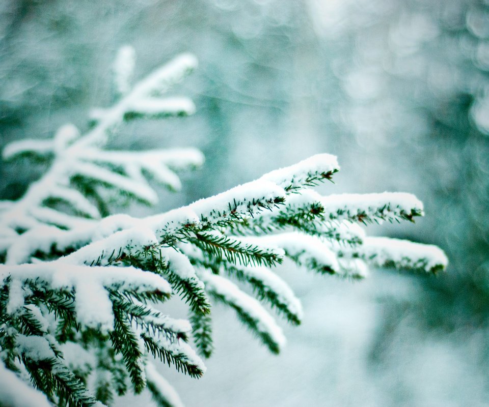 Обои ветка, снег, зима, макро, ель, еловая ветка, branch, snow, winter, macro, spruce, spruce branch разрешение 1920x1280 Загрузить