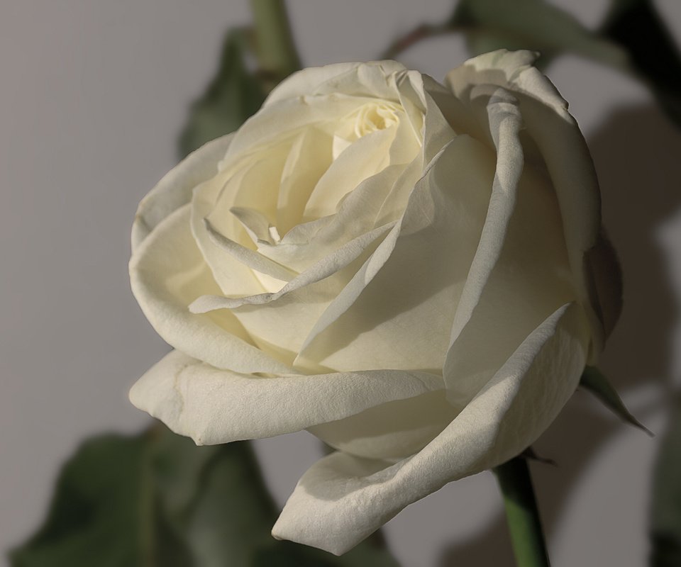 Обои макро, цветок, роза, бутон, белая, macro, flower, rose, bud, white разрешение 2048x1550 Загрузить