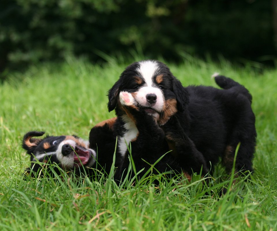 Обои трава, игра, щенки, собаки, бернский зенненхунд, grass, the game, puppies, dogs, bernese mountain dog разрешение 2560x1600 Загрузить