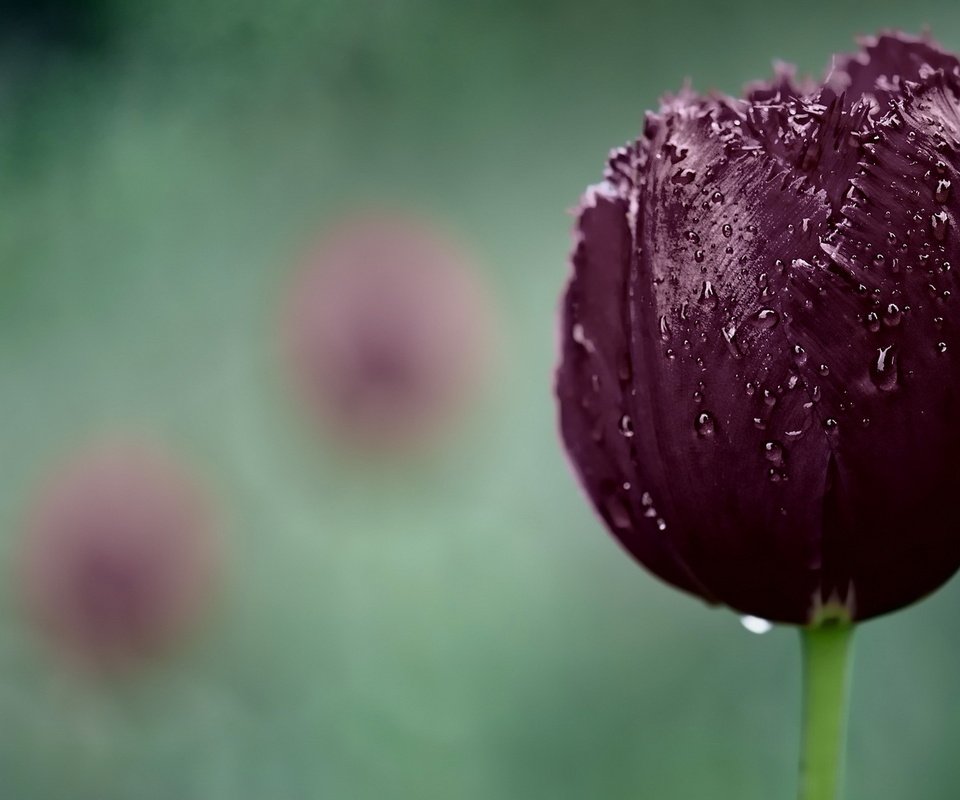 Обои макро, капли, тюльпан, macro, drops, tulip разрешение 1920x1200 Загрузить