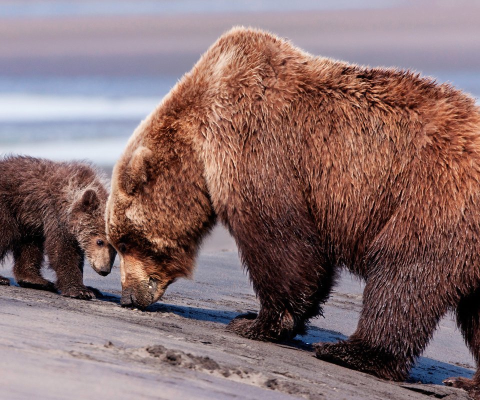 Обои медведь, мишка, мама, медведи, сын, бурый медведь, бурые медведи, bear, mom, bears, son, brown bear, brown bears разрешение 2560x1600 Загрузить
