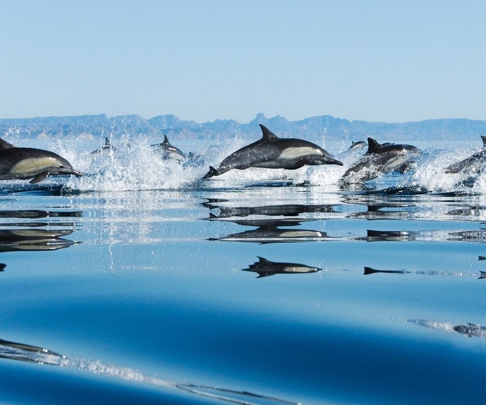 Обои вода, море, брызги, дельфины, прыжки, water, sea, squirt, dolphins, jumping разрешение 1920x1200 Загрузить