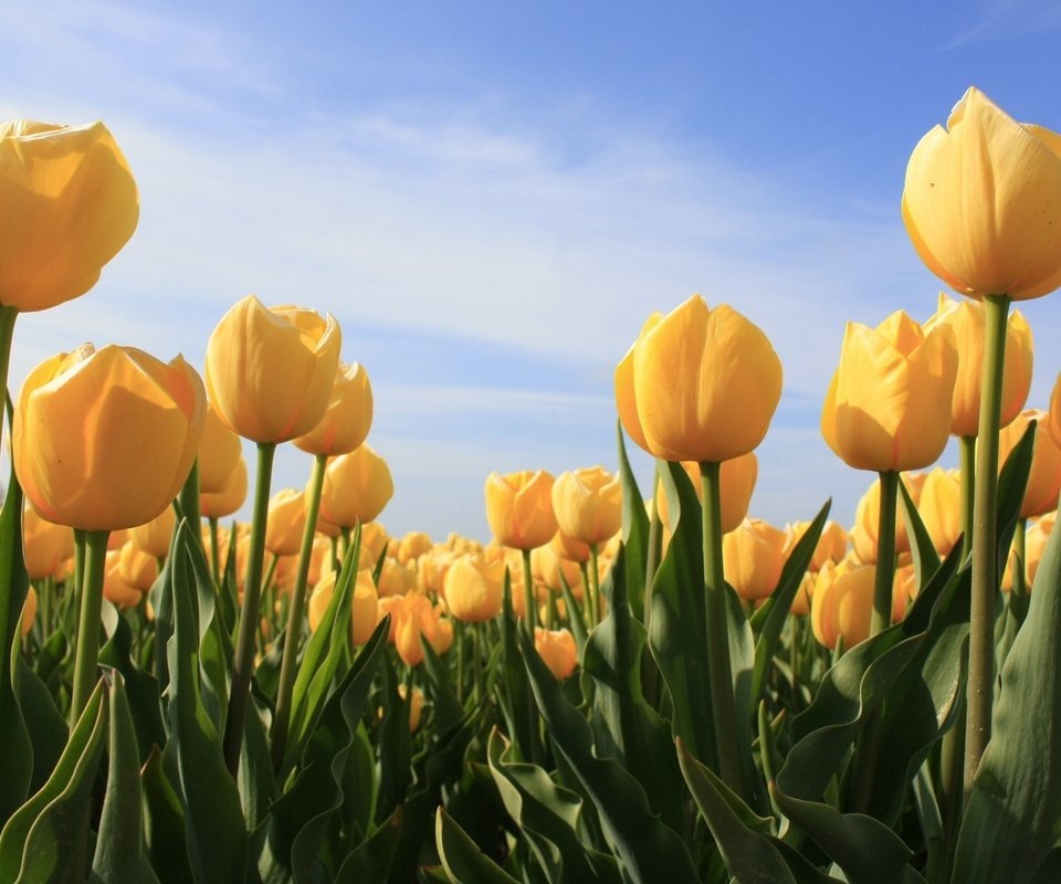 Обои небо, zheltyj, цветы, облака, бутоны, лепестки, тюльпаны, желтые, cvety, tyulpany, the sky, flowers, clouds, buds, petals, tulips, yellow разрешение 2560x1600 Загрузить
