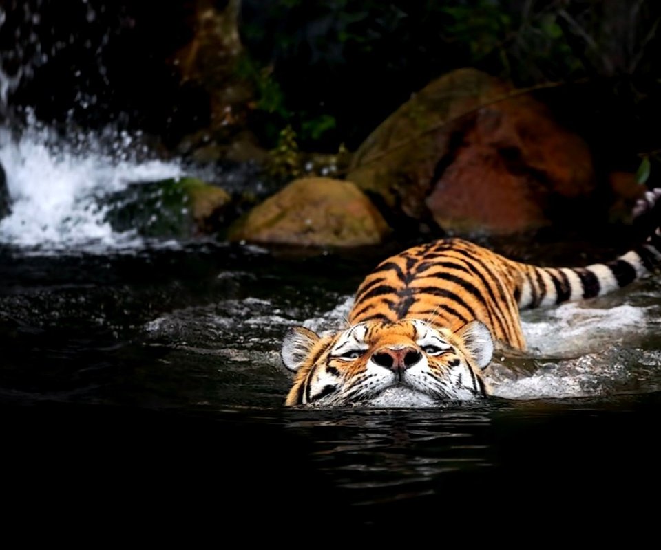Обои тигр, вода, tiger, water разрешение 2000x1369 Загрузить
