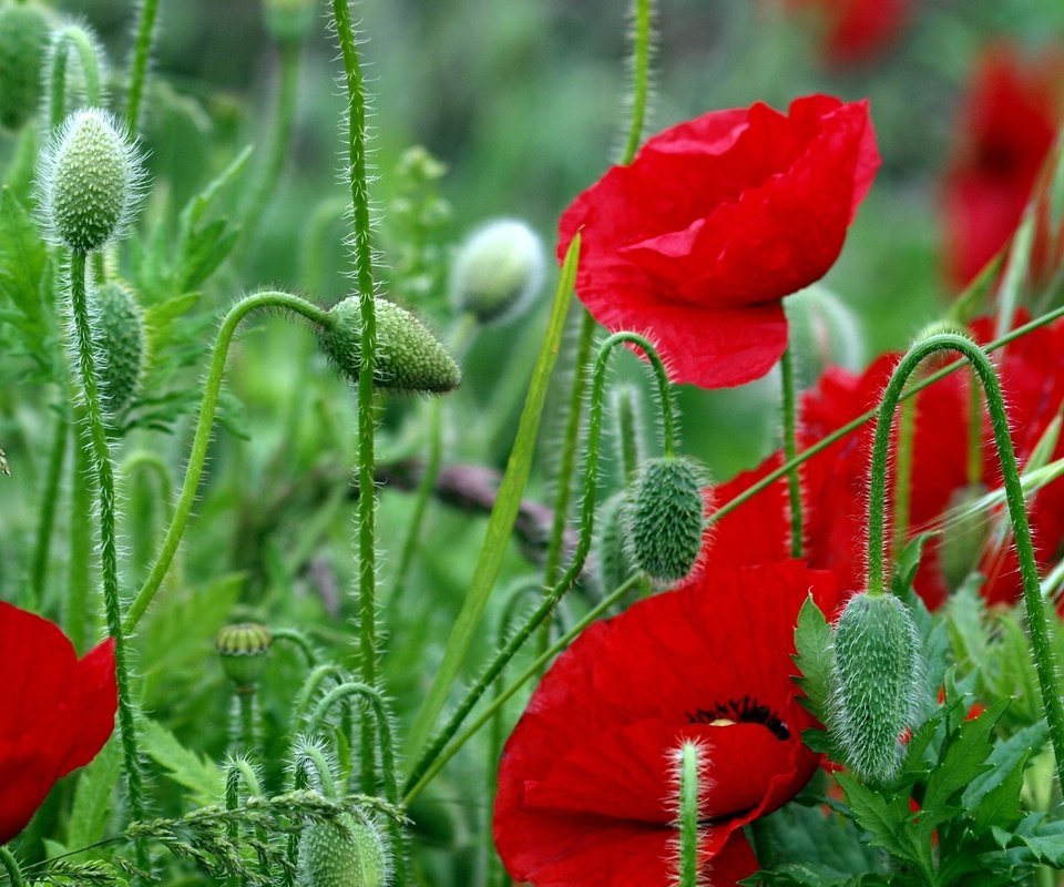 Обои цветы, листья, красные, красный, маки, стебли, яркие, полевые, flowers, leaves, red, maki, stems, bright, field разрешение 4032x2567 Загрузить