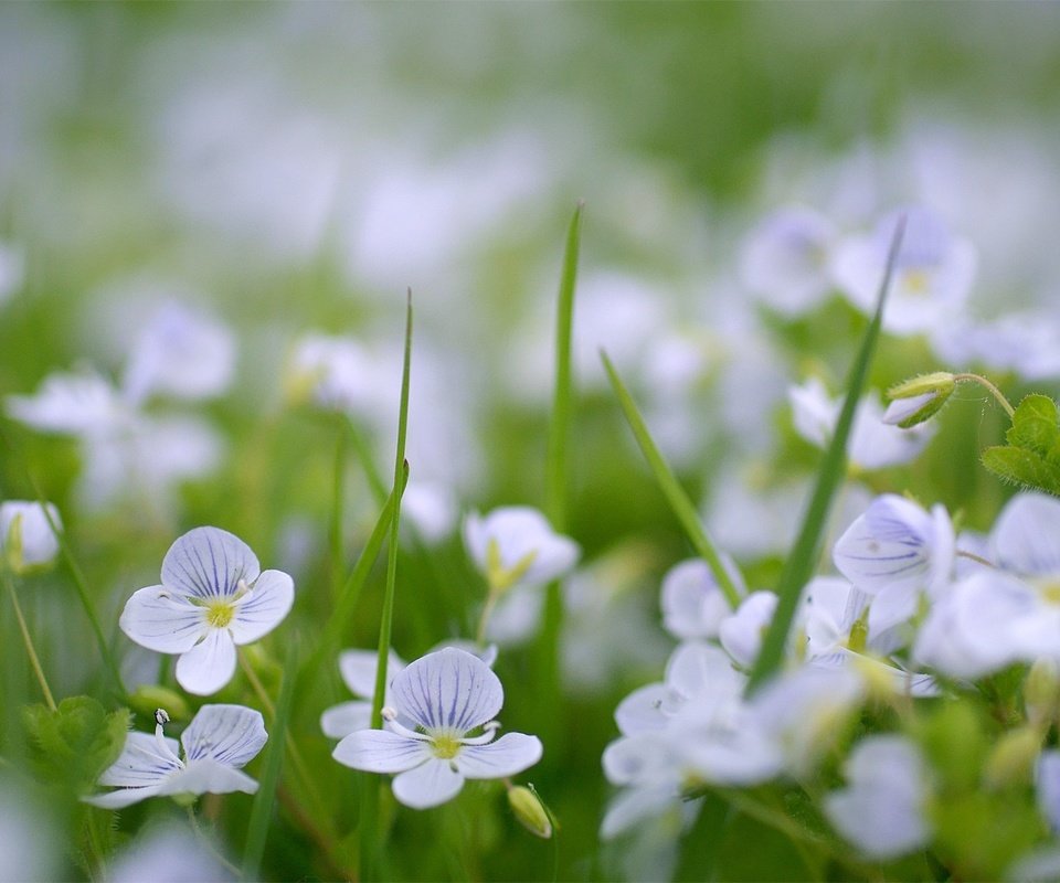 Обои цветы, зелень, поляна, cvety, vesna, priroda, flowers, greens, glade разрешение 1936x1296 Загрузить