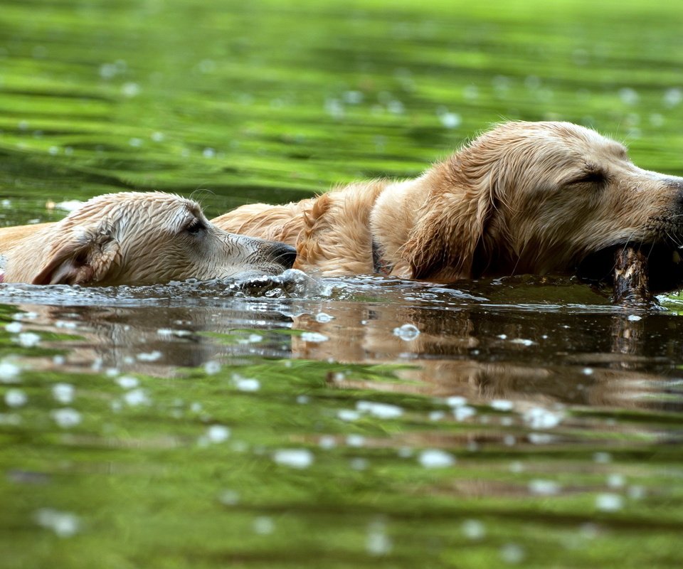 Обои река, собаки, плавают, золотистые ретриверы, river, dogs, swim, golden retrievers разрешение 2560x1600 Загрузить