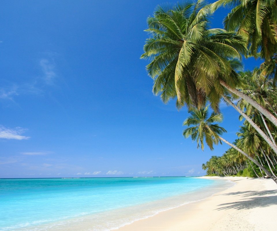 Обои песок, пляж, пальмы, отдых, тропики, sand, beach, palm trees, stay, tropics разрешение 2880x1620 Загрузить