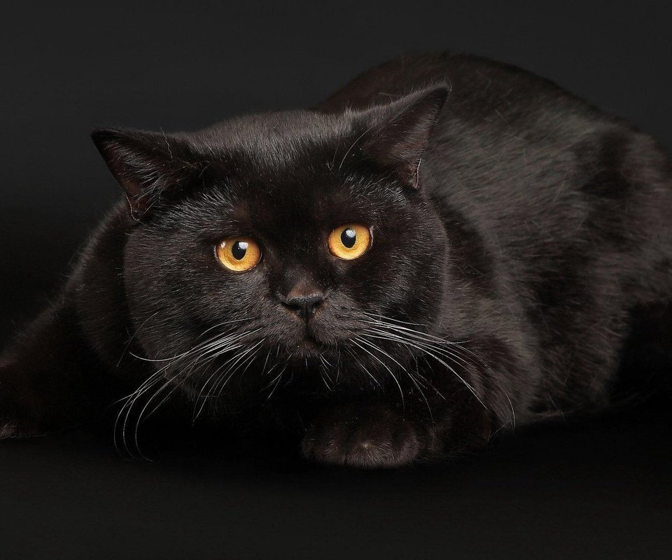 Обои кот, усы, кошка, взгляд, черный, янтарные глаза, cat, mustache, look, black, amber eyes разрешение 1920x1080 Загрузить
