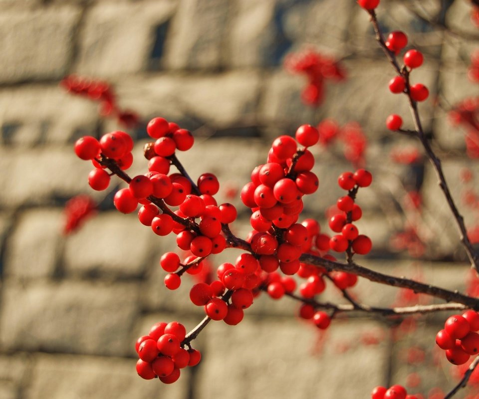 Обои ветка, макро, стена, красные, ягоды, куст, кирпич, грозди, branch, macro, wall, red, berries, bush, brick, bunches разрешение 2711x1815 Загрузить