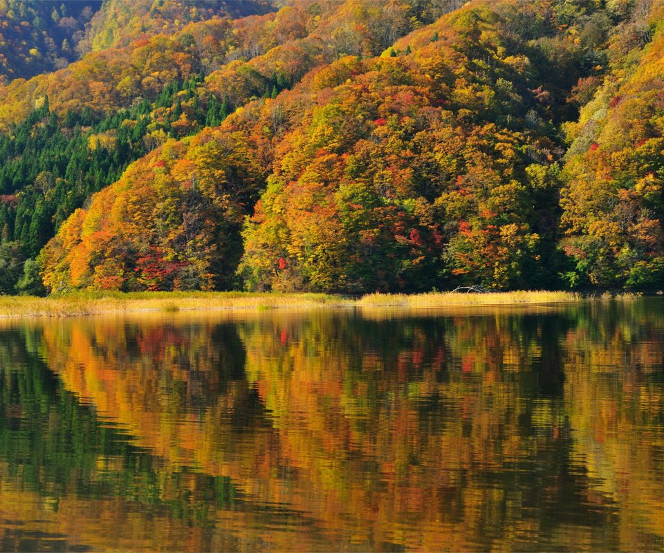Обои деревья, берег, отражение, осень, япония, фукусима, озеро акимото, trees, shore, reflection, autumn, japan, fukushima, lake akimoto разрешение 2487x1651 Загрузить